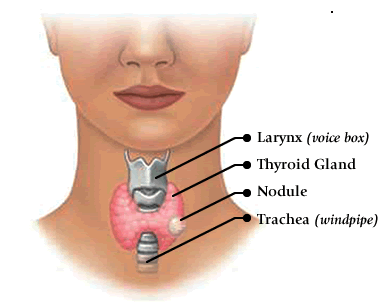 Donde se encuentra la glandula tiroides